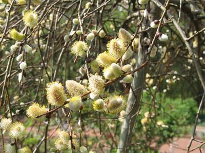 Salix aegyptiaca